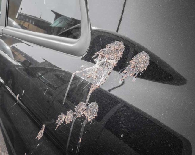 bird-droppings-black-car